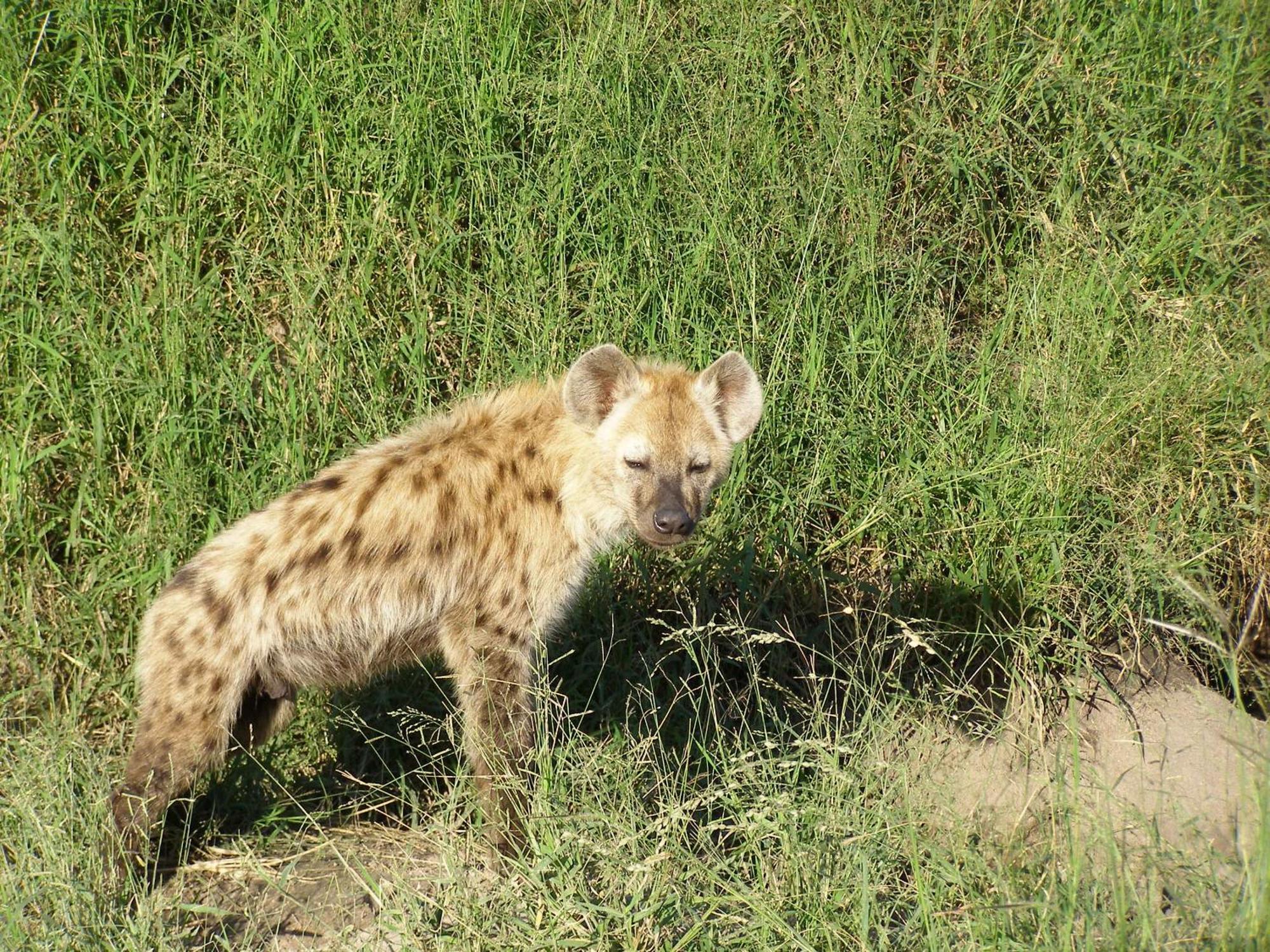 Thornybush Simbambili Lodge Riserva di Sabi Sand Esterno foto